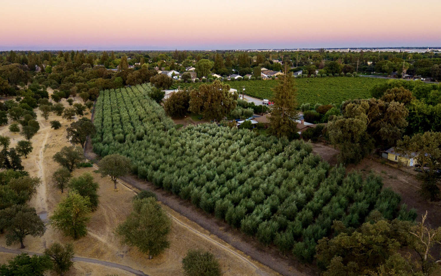 Hillside 7' Estate Olive Oil